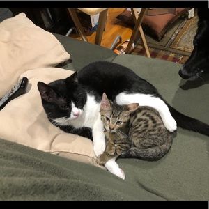 Meet your Posher, Annie